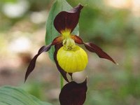 Wildwachsende Orchideen in Deutschland
